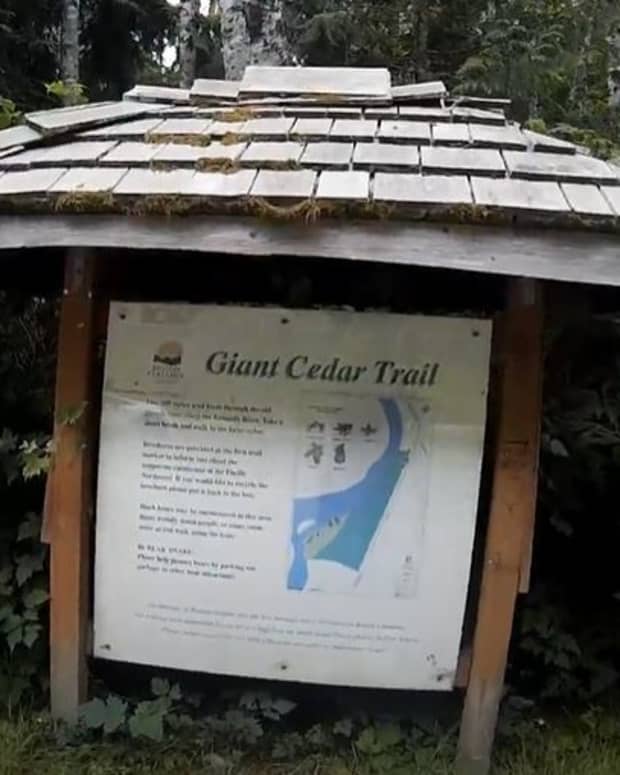 giant-cedar-trail-between-port-alberni-and-tofino