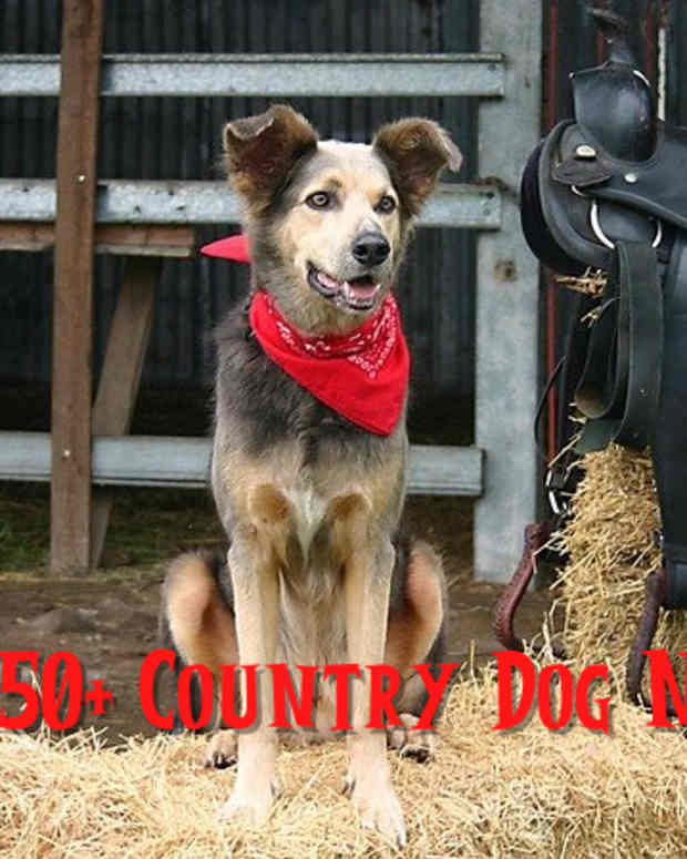 150-country-dog-names