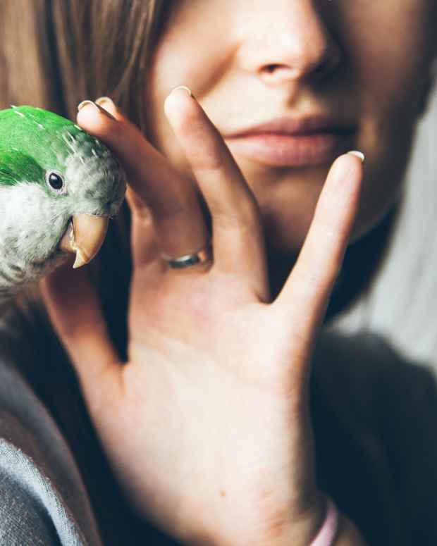 The Ethics of Keeping Pet Birds Is It Cruel to Keep a Bird in a Cage