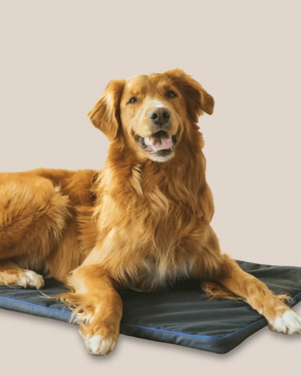 give-your-dog-the-petspemf-pad-to-relieve-pain-and-reduce-stress