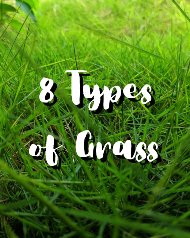 types-of-grass