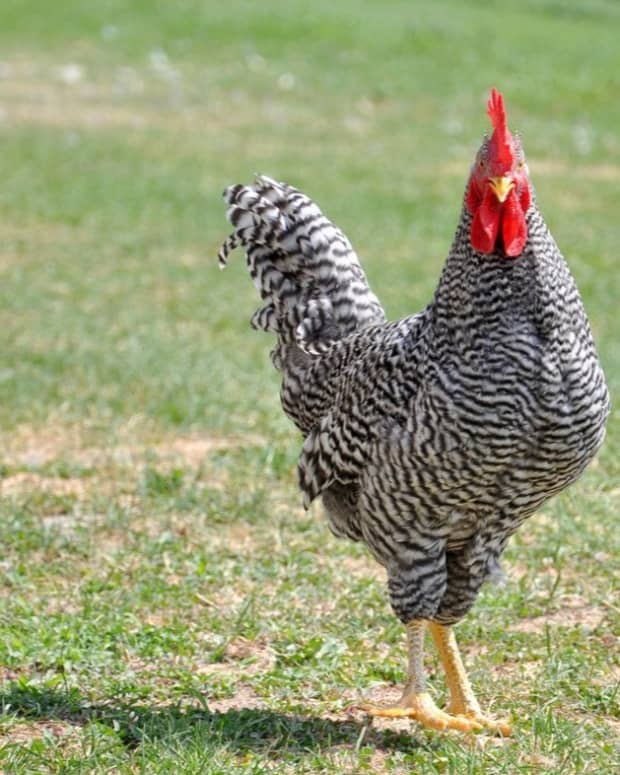 kuroiler-chicken-farming-and-management