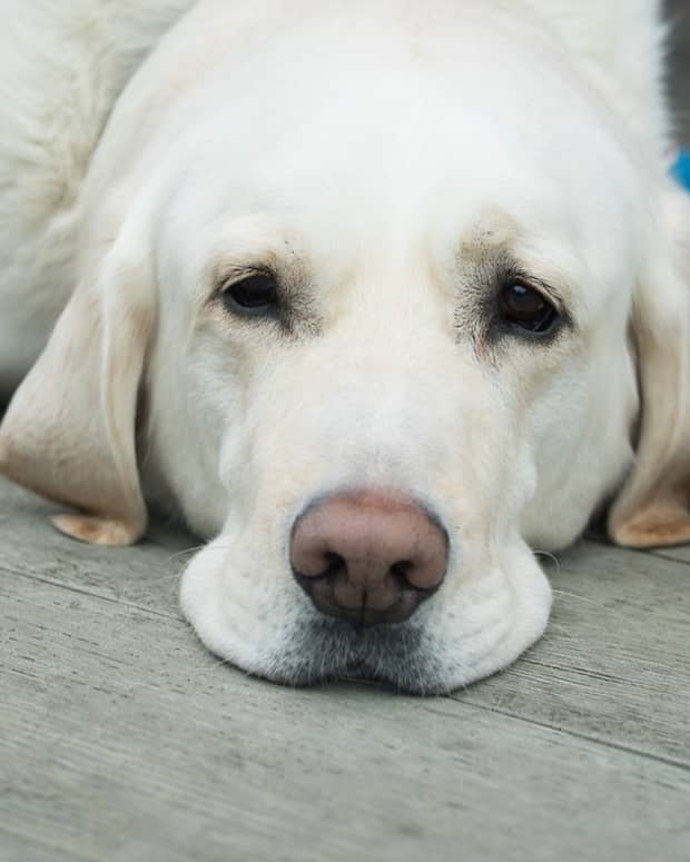 study-reveals-the-most-common-causes-of-death-in-dogs