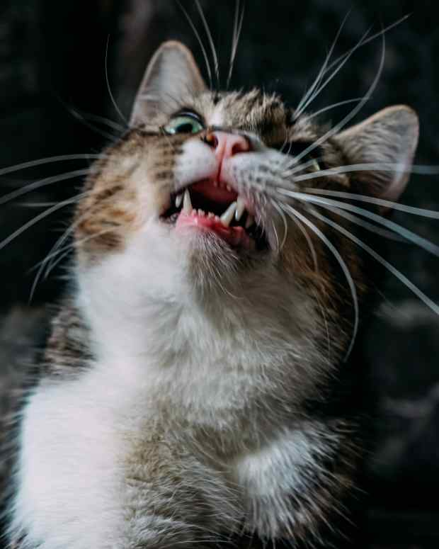 What Are the Possible Complications of Neutering a Cat? PetHelpful