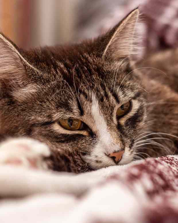 Why Is My Cat Coughing? PetHelpful