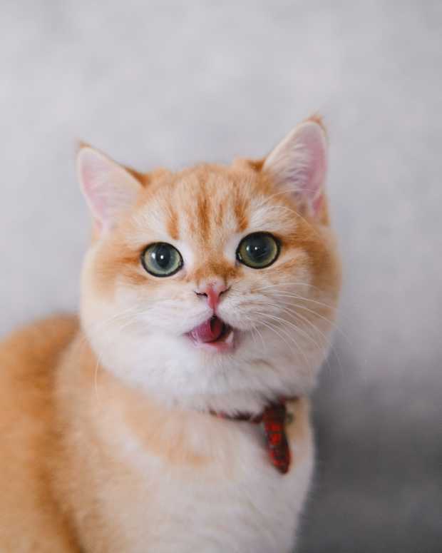 5 Easy Ways to Care for a Cat’s Lipoma at Home PetHelpful