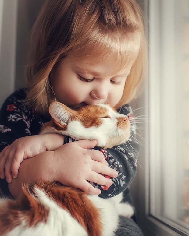 Toddler Can t Understand Why Cat Won t Play WeHaveKids News toddler-can-t-understand-why-cat-won-t-play-wehavekids-news
