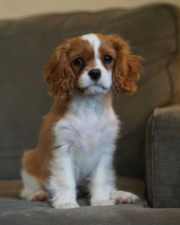 Top 5 Reasons to Own a Cavalier King Charles Spaniel - PetHelpful