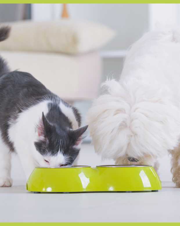 The 4 Best Ways to Stop a Dog From Eating Their Poop PetHelpful