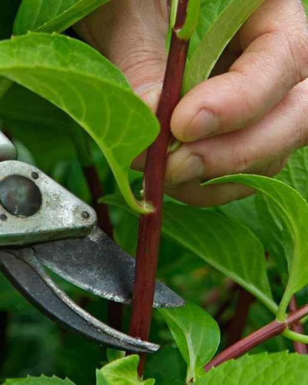 How to Grow BigLeaf Maple Trees From Cuttings Dengarden