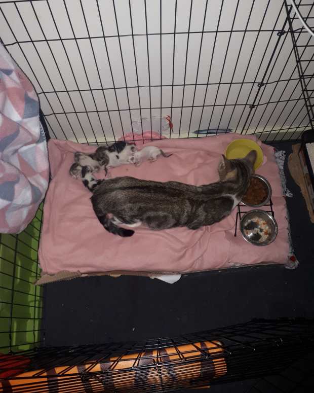 Why Is My Dog Guarding My New Kitten From My Other Dog? PetHelpful