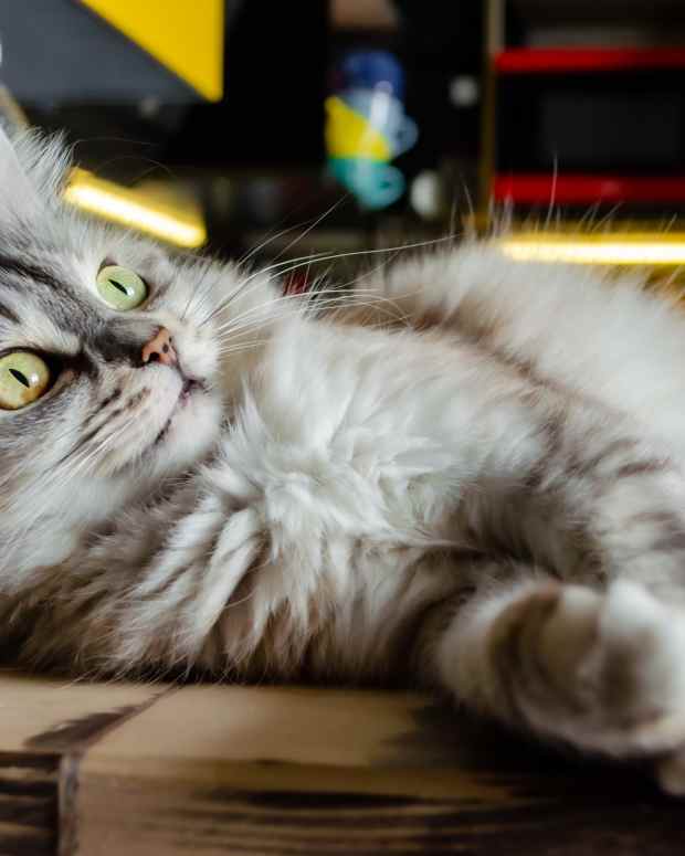 Top 5 Reasons for a Cat Throwing Up Food But Acting Normal PetHelpful