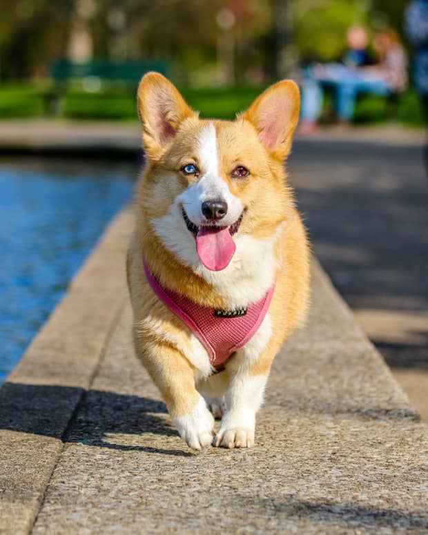 do-corgis-bark-a-lot