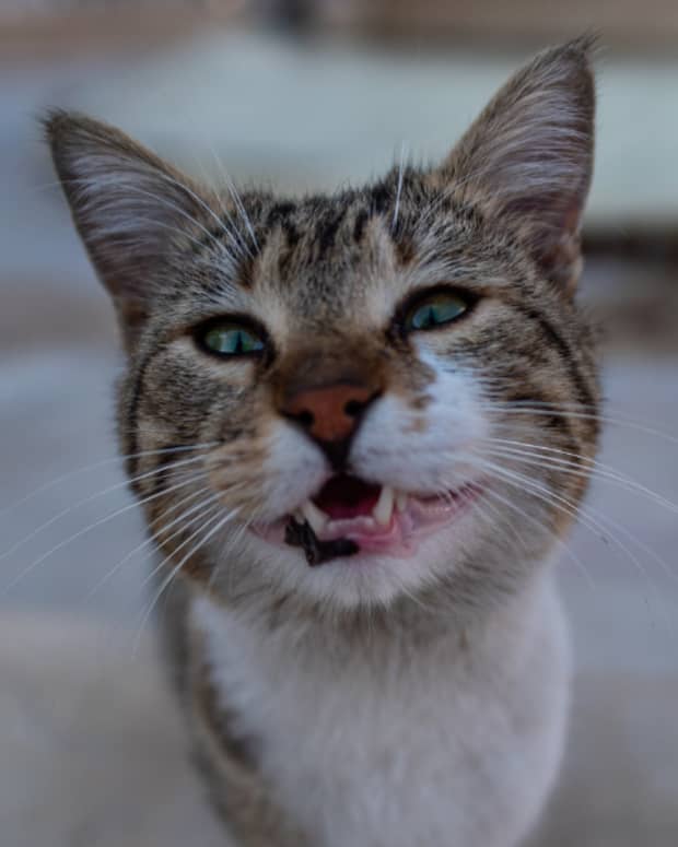 why-do-cats-rub-their-teeth-on-you