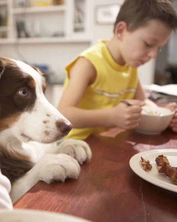 22-foods-to-avoid-protecting-your-dog-from-harmful-and-toxic-foods