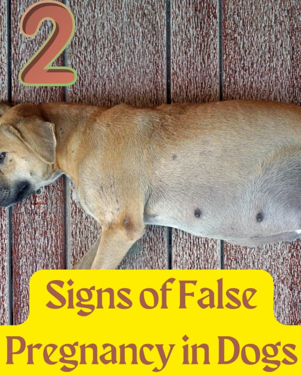 12-signs-of-false-pregnancy-in-dogs