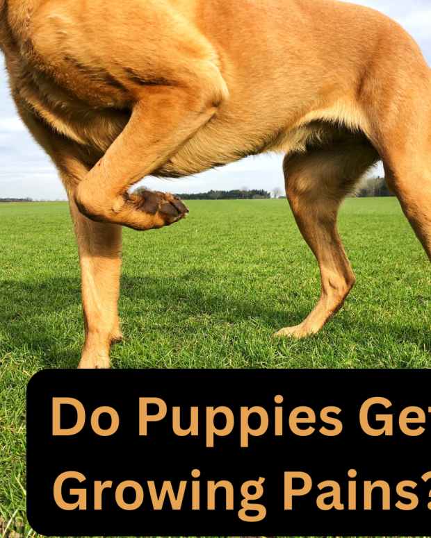 Is Tail Docking Painful to Puppies? PetHelpful