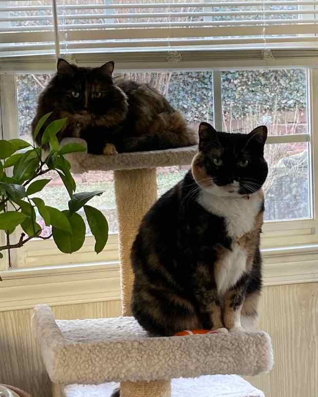 How Long Does Tapeworm Medication Take to Work in Cats? PetHelpful