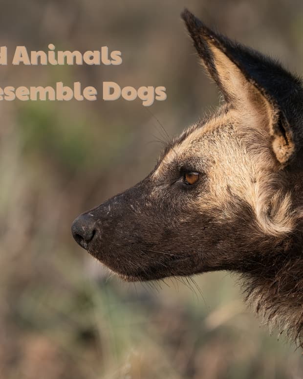 11-wild-animals-that-look-like-a-dog