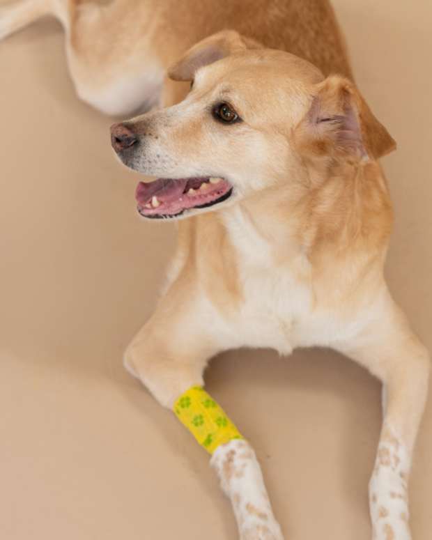 Causes, Treatments, and Pictures of Lumps Behind the Ear HubPages