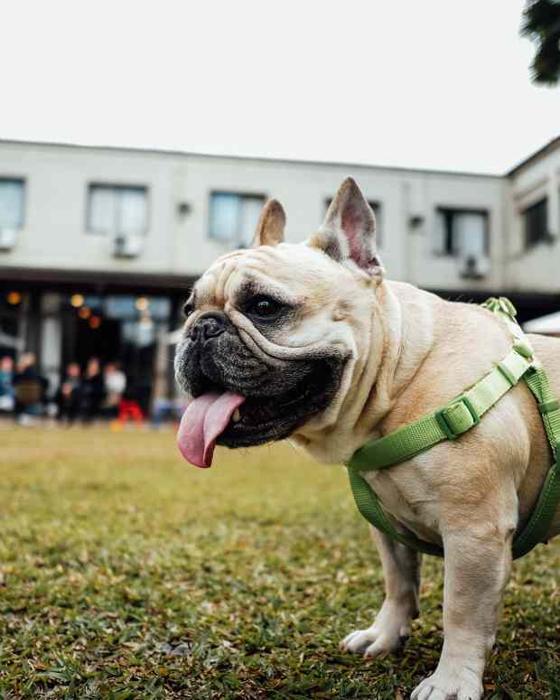 Help, My Dog Hates Having the Harness Put On! PetHelpful