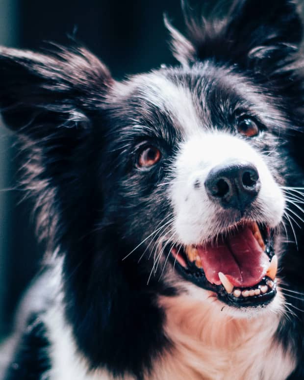 how to keep dog from soiling carpet