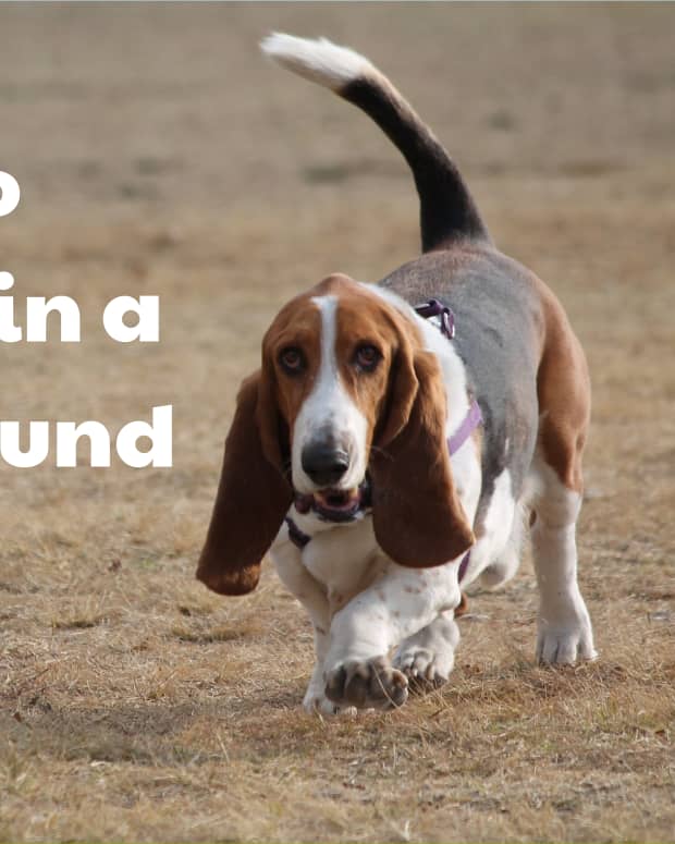 are hound dogs easy to train