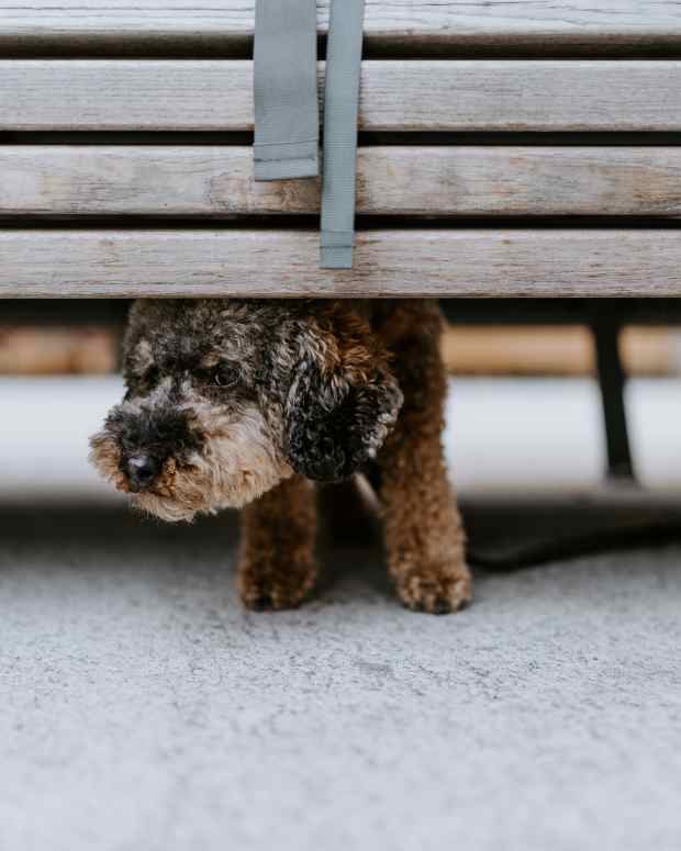 Calming Aids for Anxious Dogs PetHelpful