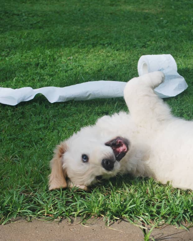 can firm up stop dogs from eating poop