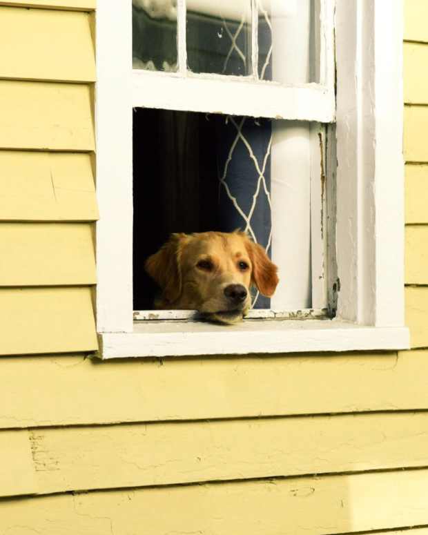 How to Train a FoodAggressive Dog PetHelpful