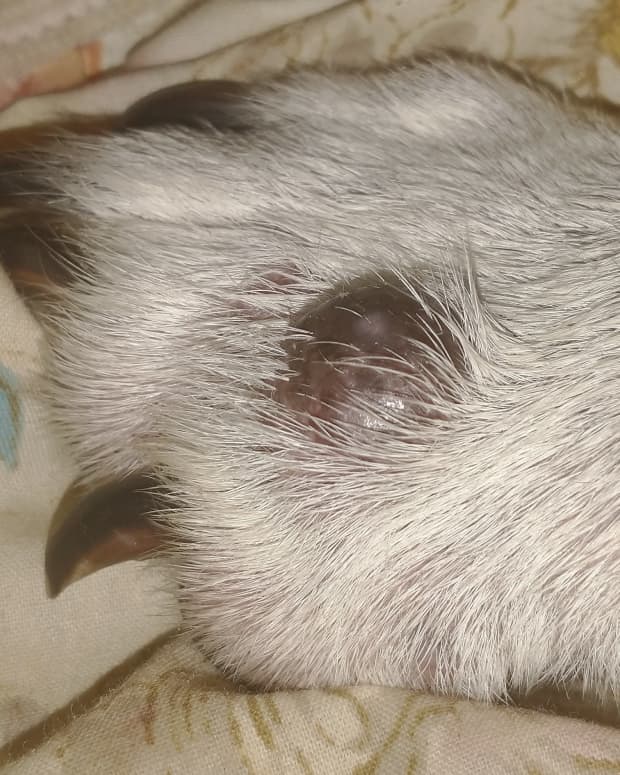 What Is This Lump Under My Dog's Skin? - PetHelpful