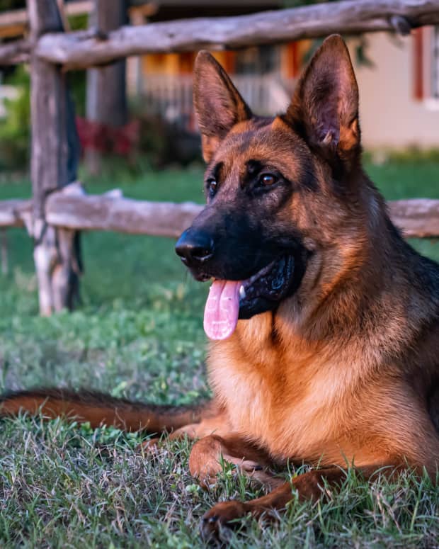 when do german shepherds lose teeth