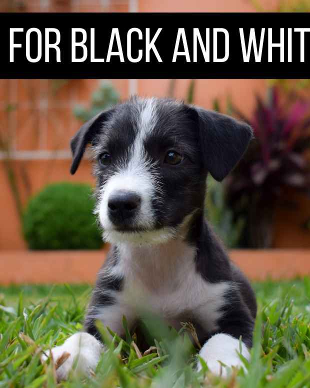 20 Black and White Animals PetHelpful
