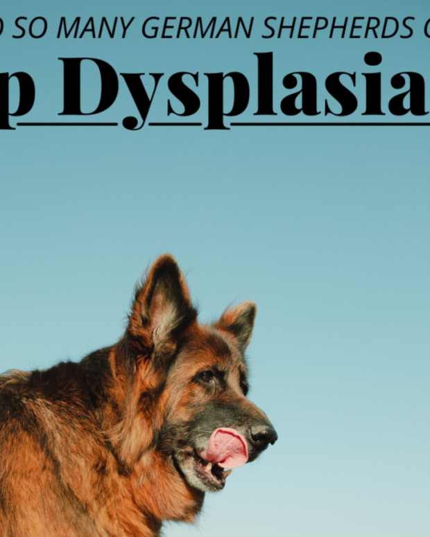 Natural Remedies and Relief for Dogs With Joint Pain, Hip Dysplasia