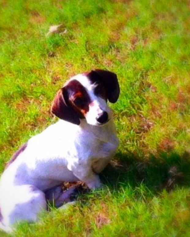 How to Tell if Your Puppy Is Purebred PetHelpful