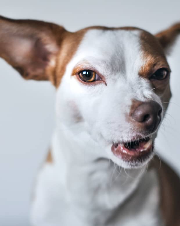 what medical conditions can cause aggression in dogs