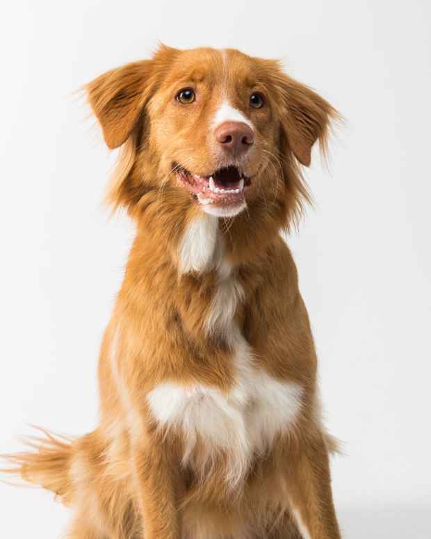 Effective Home Remedies for Vomiting Dogs PetHelpful