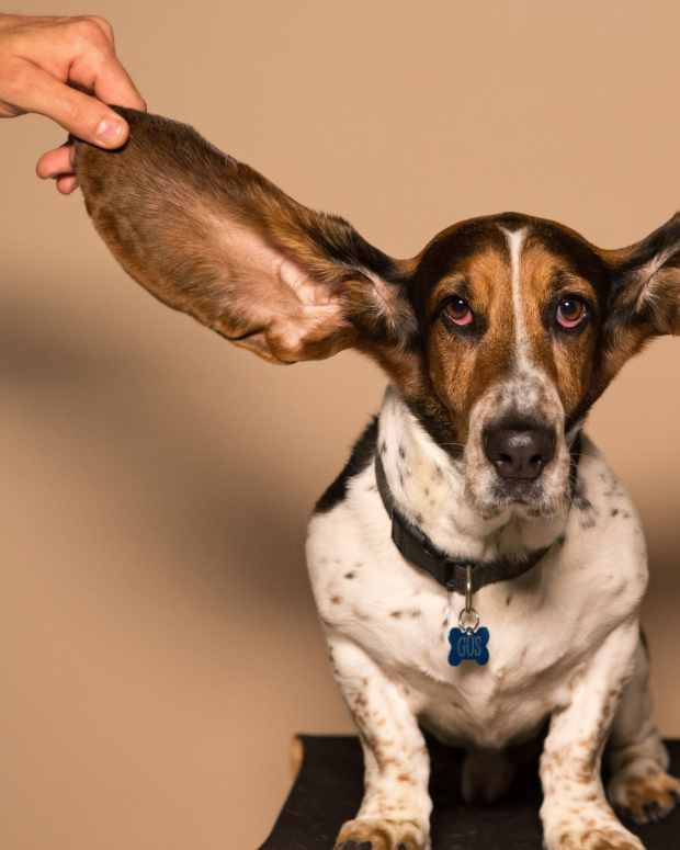 How to Clean Your Dog's Ears With Apple Cider or White Vinegar PetHelpful