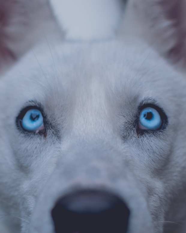 Why Is My Dog Suddenly Scared of the Slippery Floor? PetHelpful