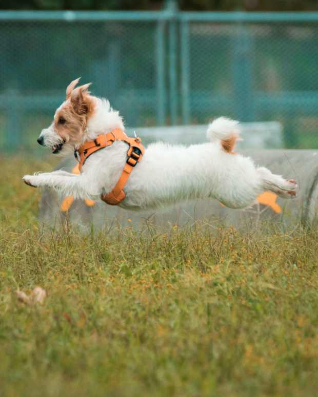 Top 5 Dog Breeds for Active Lifestyles PetHelpful
