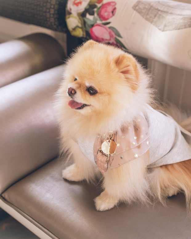 220+ Fun AlcoholInspired Dog Names PetHelpful