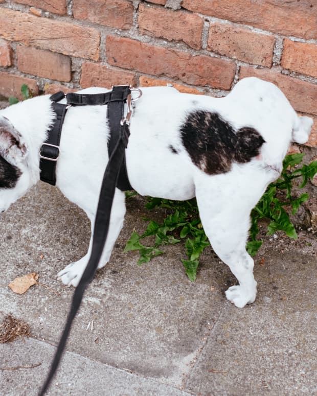 how to go from pee pads to outside