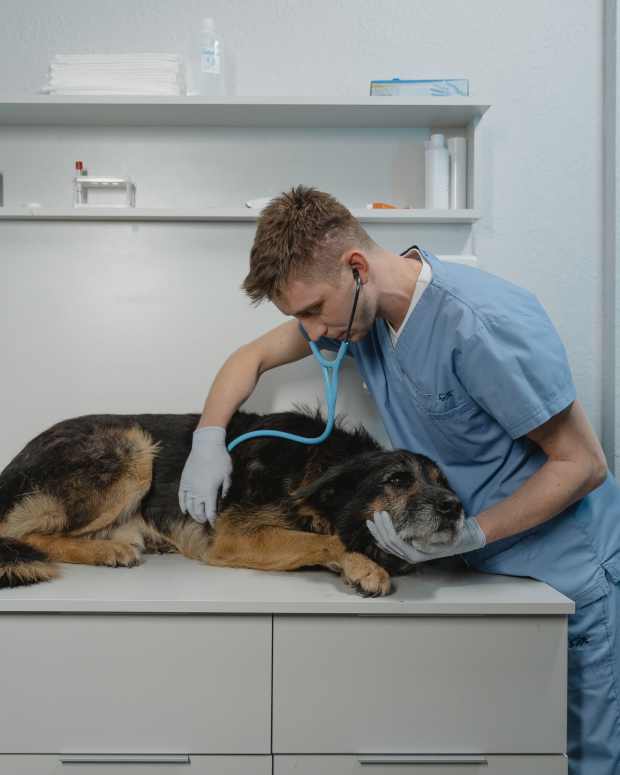 Why Does My Dog Have Bad Breath? (Possible Causes and Solutions