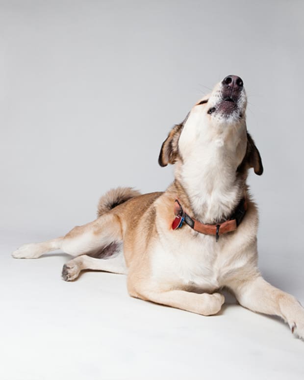 why-do-dogs-howl-at-night