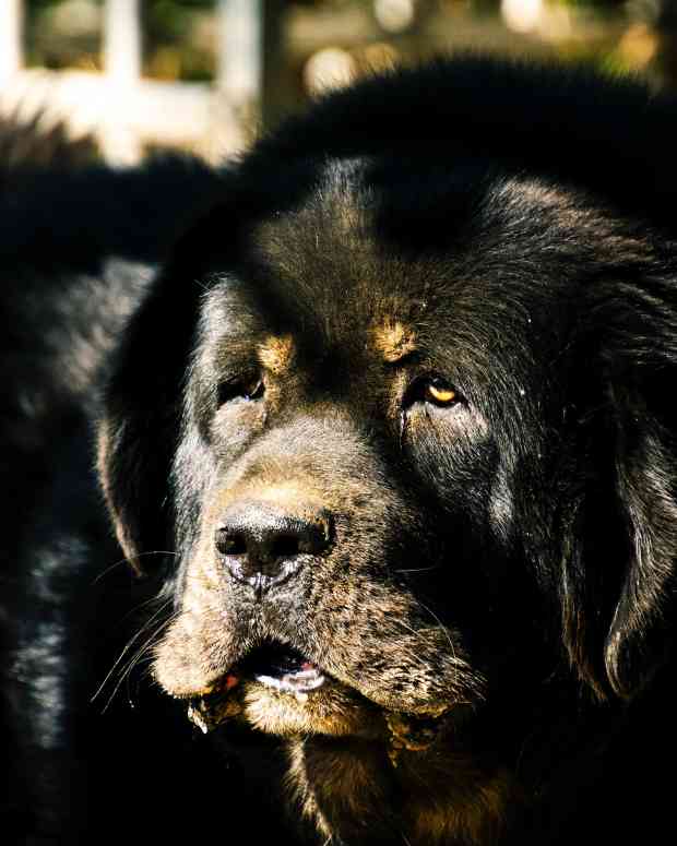 Tips on Caring for an Older Dog PetHelpful