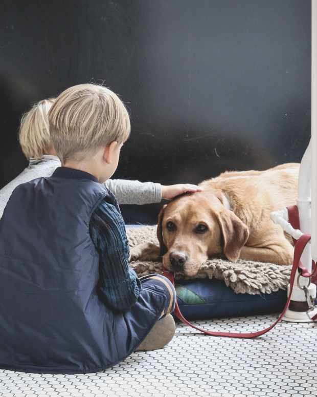 Top 5 Dog Breeds for Active Lifestyles PetHelpful