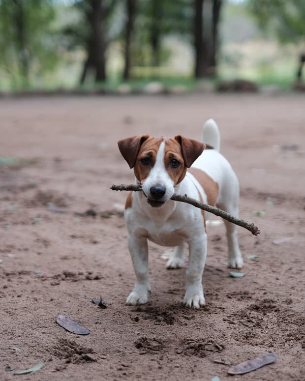 what age should you neuter a jack russell