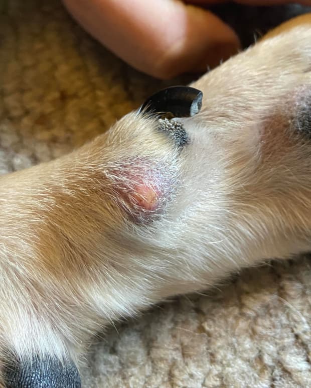 what to do if your dog burned his paws