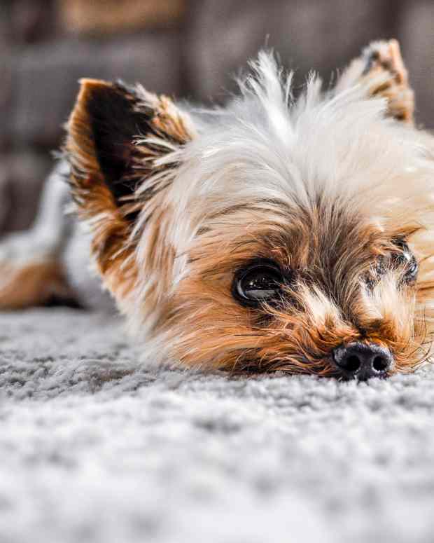 Why Is My Dog Continuously Licking