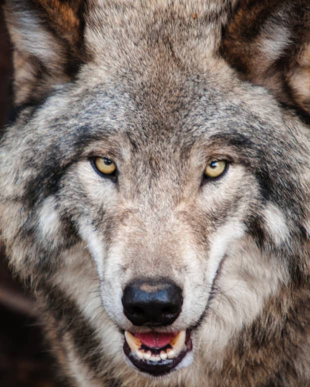 11-dogs-similar-to-wolf
